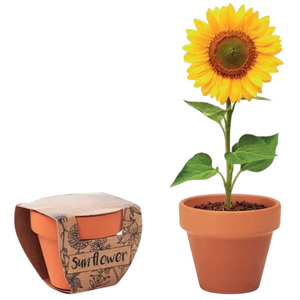 Bloempotten Bloempotten