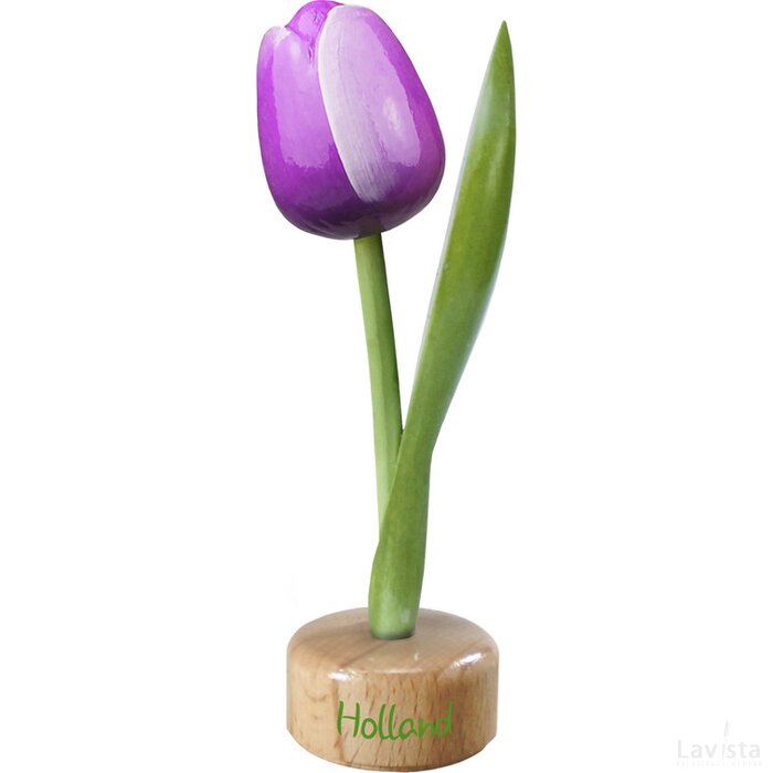Tulip pedestal 20 cm ( big ), purple white Holland