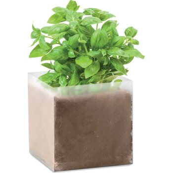 Basilicum zaadjes Basil beige