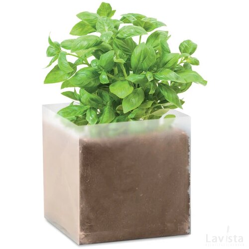 Basilicum zaadjes Basil beige