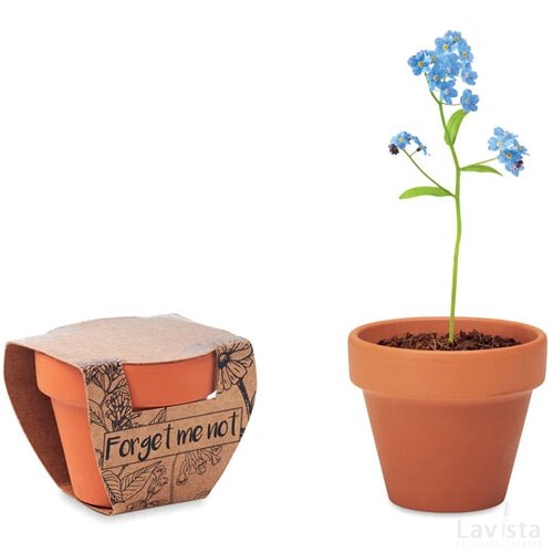 Potje vergeet-me-nietjes Forget me not hout