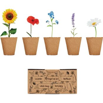 Bloemen kweekset Flowers beige