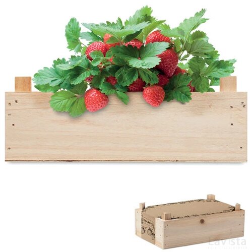 Aardbeienpakket in houten krat Strawberry hout