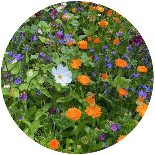 Snijbloemzaadjes in zakje Bruin