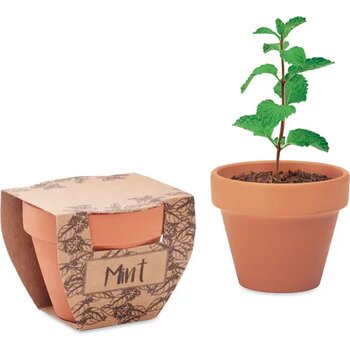 Potje munt Mint pot hout