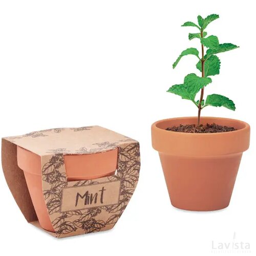 Potje munt Mint pot hout