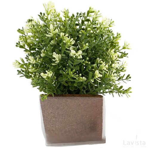 Green Seed Bags Bloemzaadjes Margriet