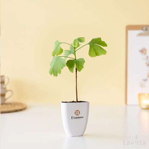 Treemore Brievenbusboompjes Japanse Notenboom Japanse Notenboom