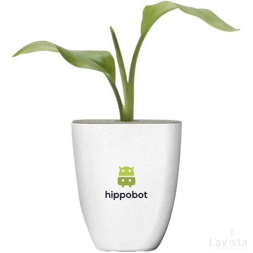 Treemore Brievenbusboompjes Paradijsvogelplant Strelitzia