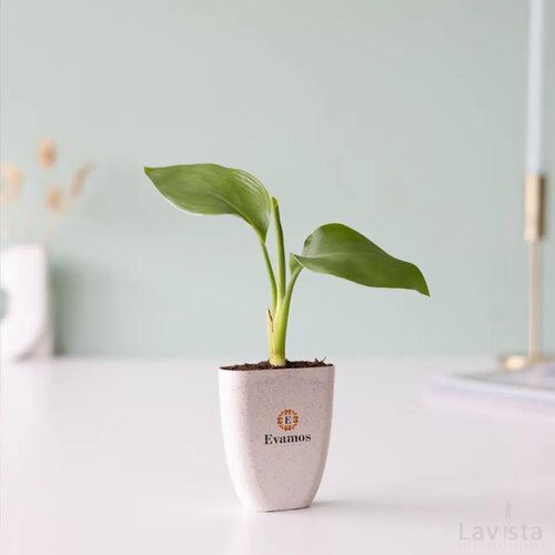 Treemore Brievenbusboompjes Paradijsvogelplant Strelitzia