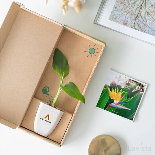 Treemore Brievenbusboompjes Paradijsvogelplant Strelitzia