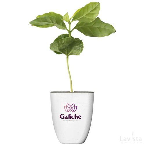 Treemore Brievenbusboompjes Koffieboom Koffie