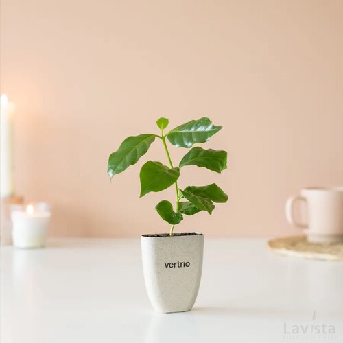 Treemore Brievenbusboompjes Koffieboom Koffie