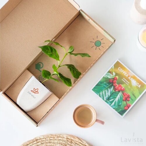 Treemore Brievenbusboompjes Koffieboom Koffie