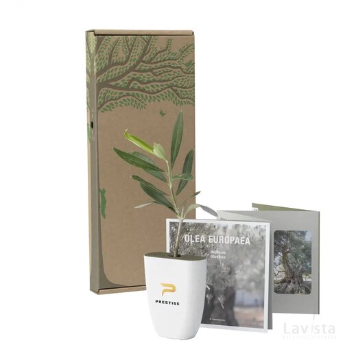 Treemore Brievenbusboompjes Olijfboom Olijf