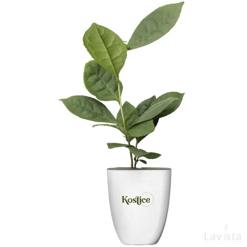 Treemore Brievenbusboompjes Theeplant Thee