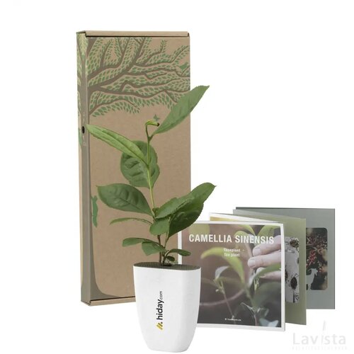 Treemore Brievenbusboompjes Theeplant Thee