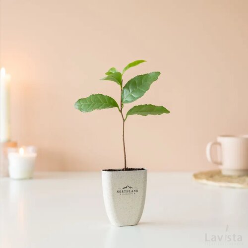 Treemore Brievenbusboompjes Theeplant Thee