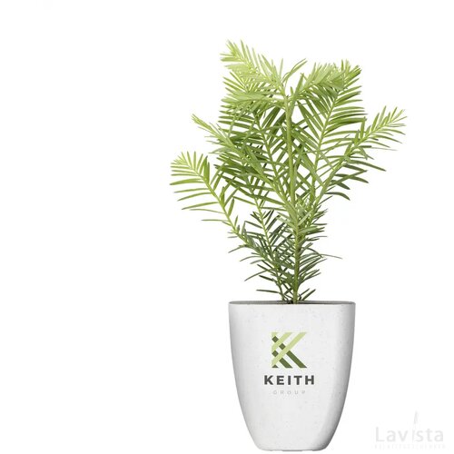 Treemore Brievenbusboompjes Mammoetboom Sequoia