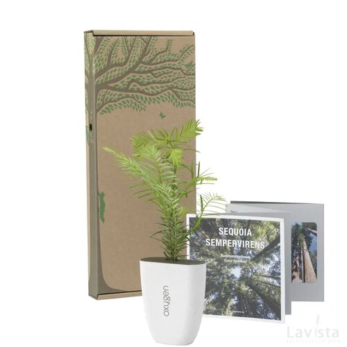 Treemore Brievenbusboompjes Mammoetboom Sequoia