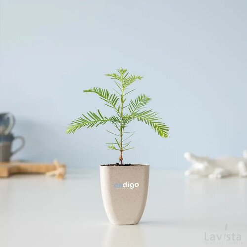 Treemore Brievenbusboompjes Mammoetboom Sequoia